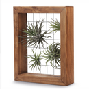 Air Plant Wooden Frame Wall Hanging